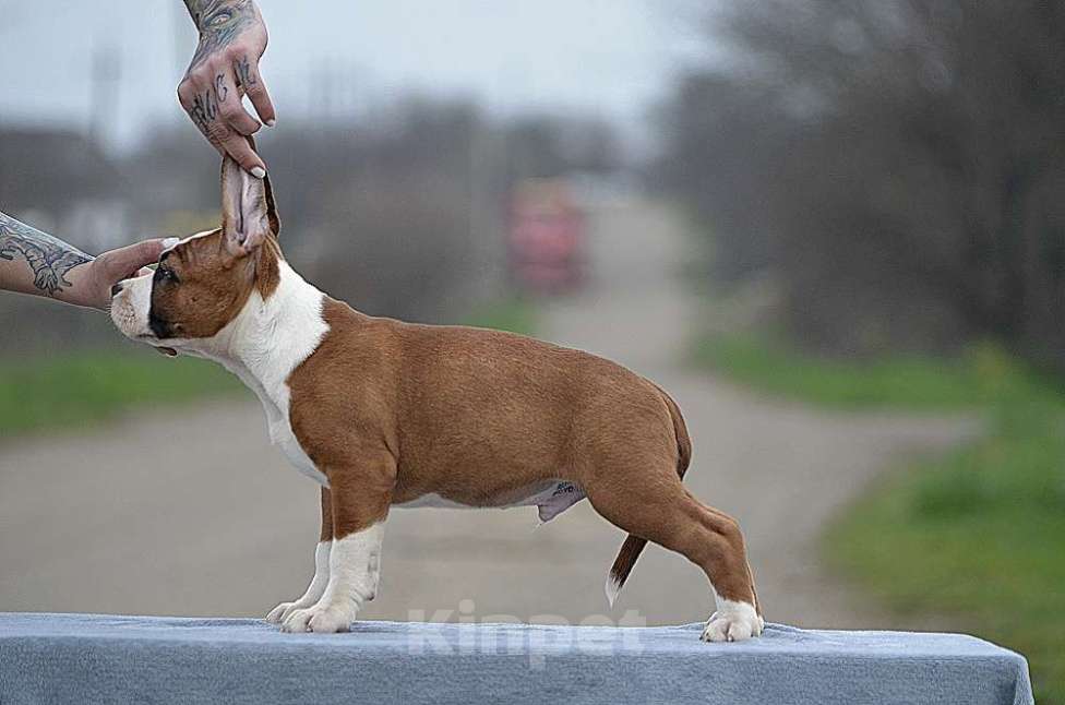 Собаки в Краснодаре: Щенок амстаффа РКФ Мальчик, 60 000 руб. - фото 1