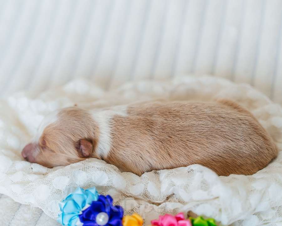 Собаки в Москве: Рыжая бордер девочка (сука) с документами РКФ Девочка, 110 000 руб. - фото 1