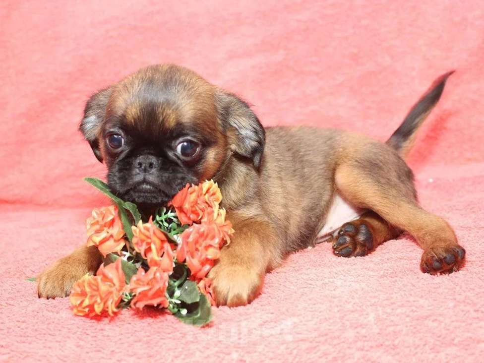 Собаки в Санкт-Петербурге: Любимчик Мальчик, 80 000 руб. - фото 3