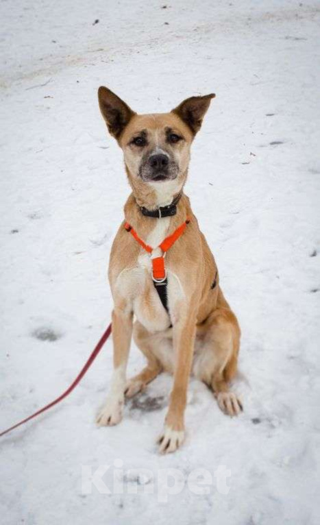 Собаки в Москве: Красотка Девочка, Бесплатно - фото 1