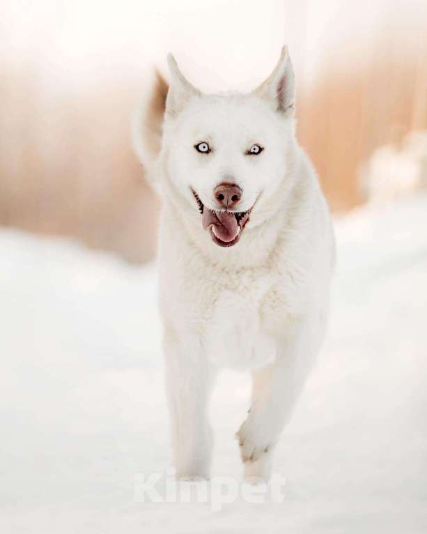 Собаки в Москве: Голубоглазая метис хаски и овчарки Ева в добрые руки Девочка, 1 руб. - фото 4