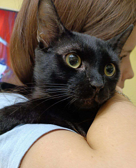 Котенок-подросток ищет дом!