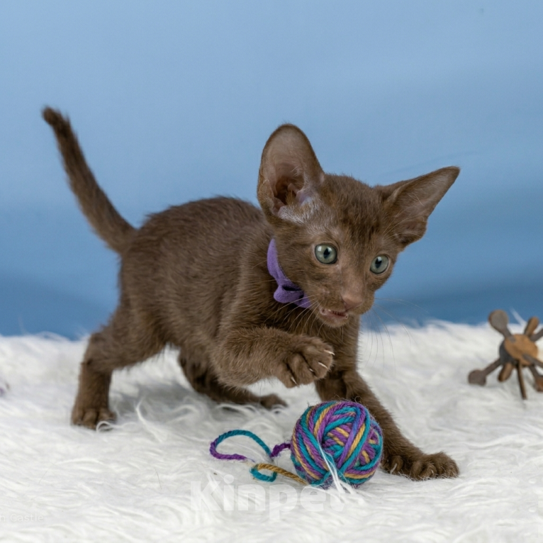 Кошки в Владивостоке: продаются котята ориентальной породы Мальчик, 30 000 руб. - фото 6