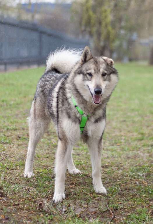 Собаки в Москве: Ласковый лайка Арктур в поисках любящей семьи Мальчик, Бесплатно - фото 2