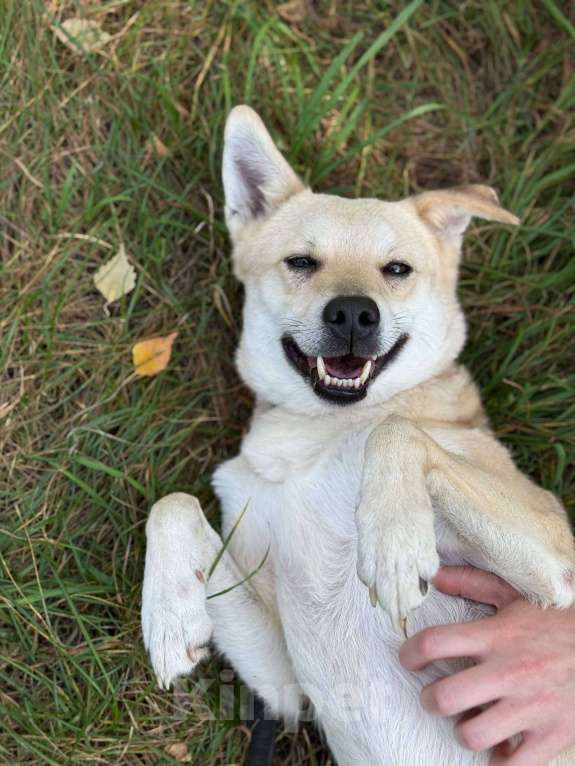 Собаки в Москве: Лунтик щенок с кривой лапкой Мальчик, Бесплатно - фото 7