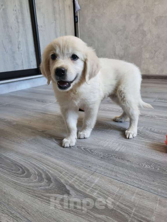 Собаки в Новошахтинске: Щенки золотистого ретривера Девочка, 35 000 руб. - фото 3