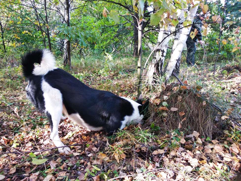 Собаки в Казани: Русско-европейская лайка  Девочка, Бесплатно - фото 3
