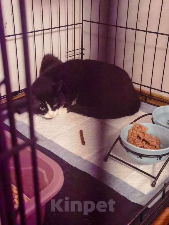 Кошки в Москве: Такие как она умирают в одиночестве Девочка, Бесплатно - фото 4