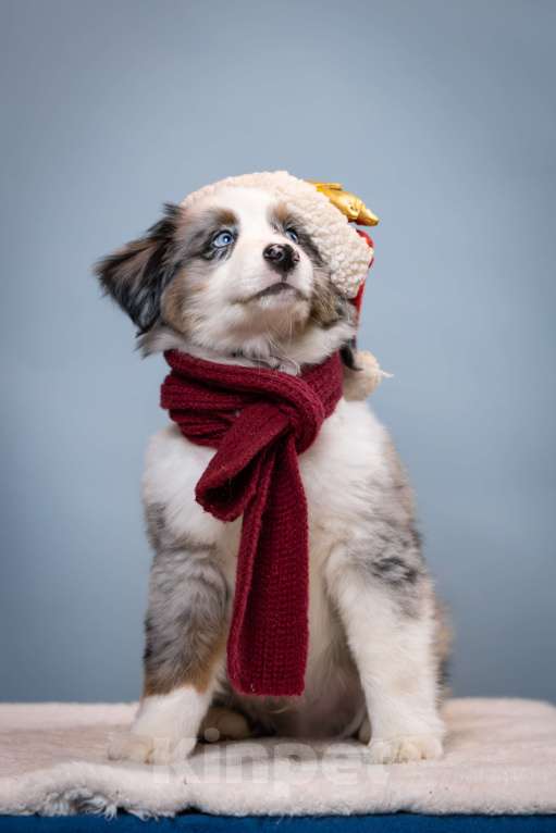 Собаки в других городах Ленинградской области: Щенок миниатюрной американской овчарки Мальчик, Бесплатно - фото 1