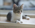 Кошки в Москве: Котенок-малышок ищет свою семью! Мальчик, Бесплатно - фото 1