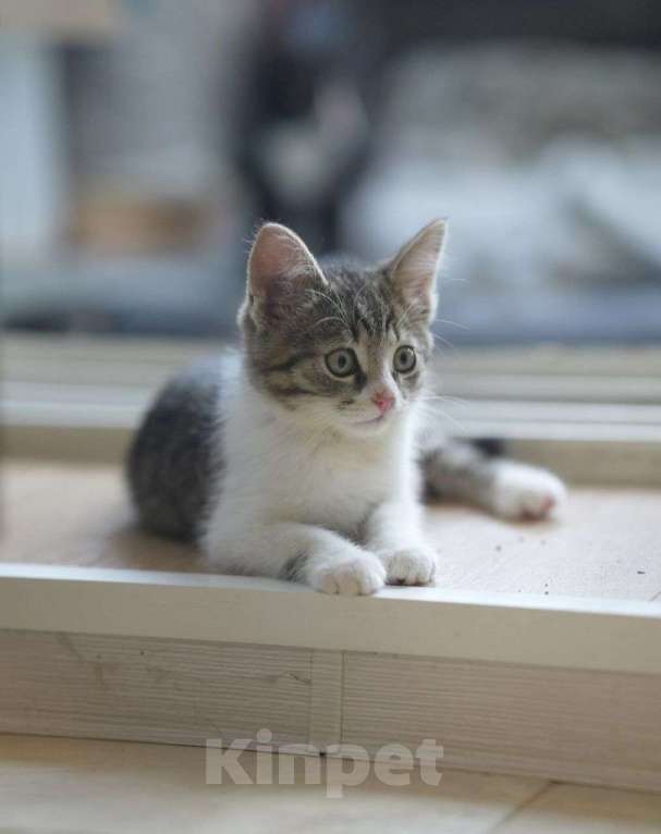 Кошки в Москве: Котенок-малышок ищет свою семью! Мальчик, Бесплатно - фото 1