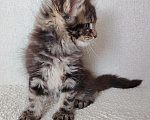 Кошки в Кубинке: Котенок мейн-куна Девочка, 70 000 руб. - фото 2