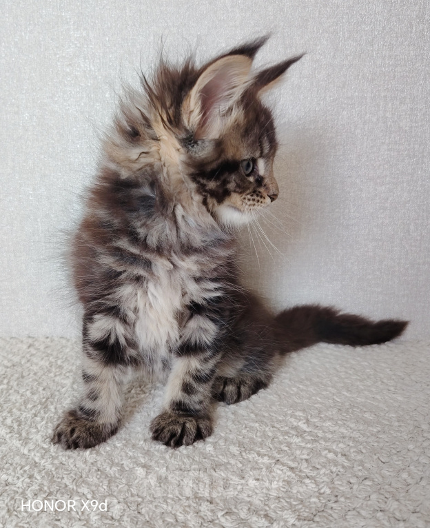 Кошки в Кубинке: Котенок мейн-куна Девочка, 70 000 руб. - фото 2