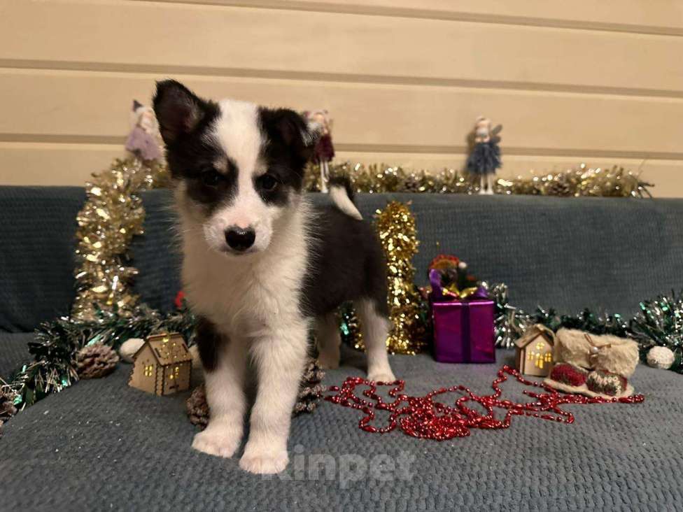 Собаки в Лосином-Петровском: Дейв якутенок лайка Мальчик, Бесплатно - фото 5