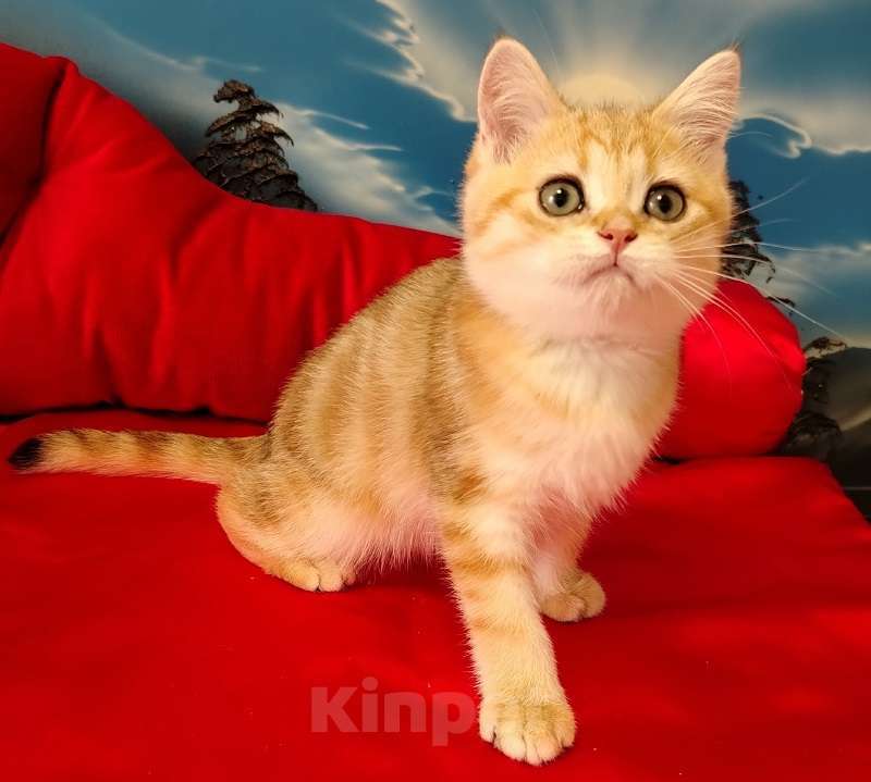 Кошки в Клине: Мраморный котик Мальчик, 10 000 руб. - фото 3