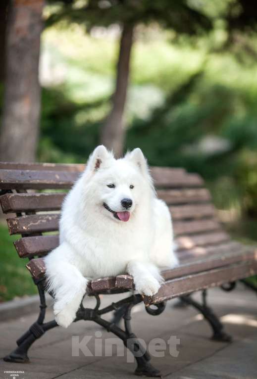 Собаки в Москве: Самоедики Разнополые, 35 000 руб. - фото 6