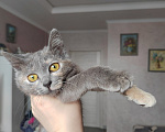 Кошки в Москве: Котенок Юкки ищет дом Девочка, Бесплатно - фото 2