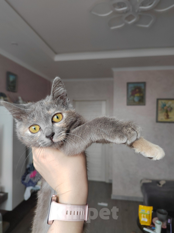 Кошки в Москве: Котенок Юкки ищет дом Девочка, Бесплатно - фото 2