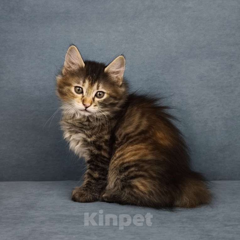 Кошки в Егорьевске: Курильский бобтейл Девочка, 50 000 руб. - фото 3