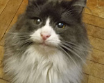 Кошки в Москве: Серый с белым сибирский котик Мальчик, Бесплатно - фото 1