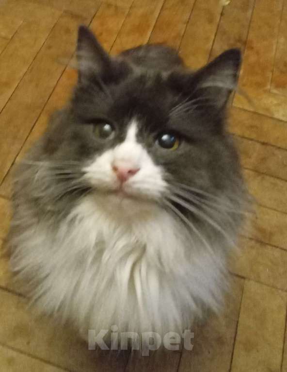 Кошки в Москве: Серый с белым сибирский котик Мальчик, Бесплатно - фото 1