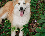 Собаки в Санкт-Петербурге: Амайя ищет дом Девочка, Бесплатно - фото 3