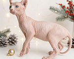 Кошки в Москве: Котёнок эльф Мальчик, 55 000 руб. - фото 3