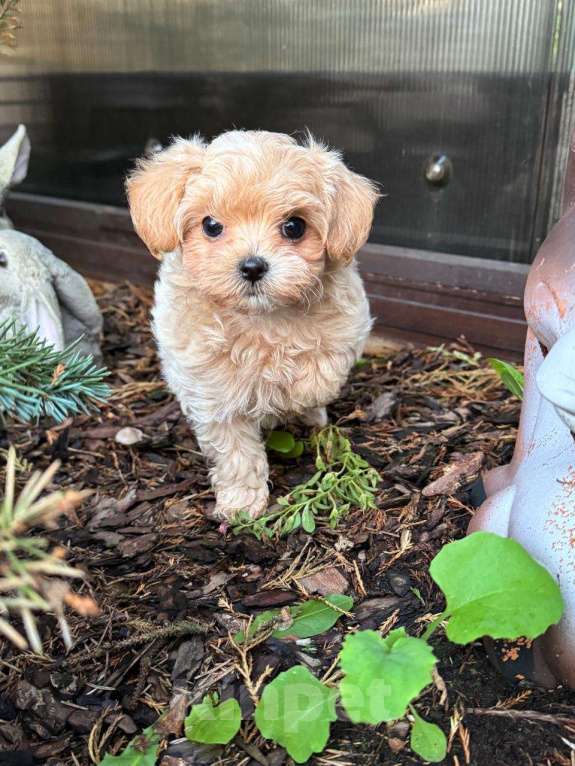 Собаки в Санкт-Петербурге: Зенит Мальчик, 200 000 руб. - фото 2
