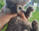 Кошки в Калуге: Котенок Девочка, Бесплатно - фото 3