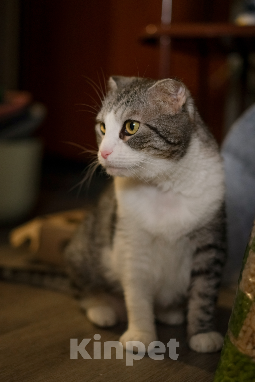 Кошки в Санкт-Петербурге: Зена из приюта Девочка, Бесплатно - фото 2