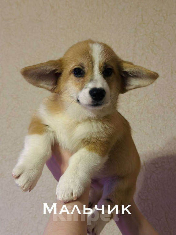 Собаки в Перми: Щенки Вельш-корги-пемброк Разнополые, 50 000 руб. - фото 3