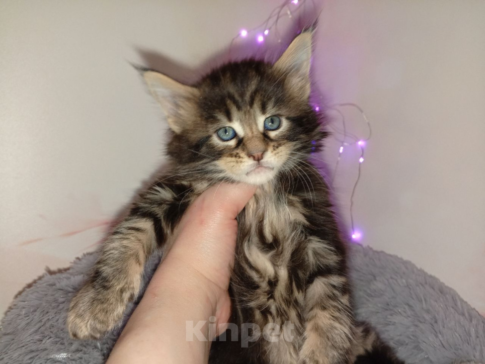 Кошки в других городах Московской области: Котята Мейн кун Разнополые, 25 000 руб. - фото 6
