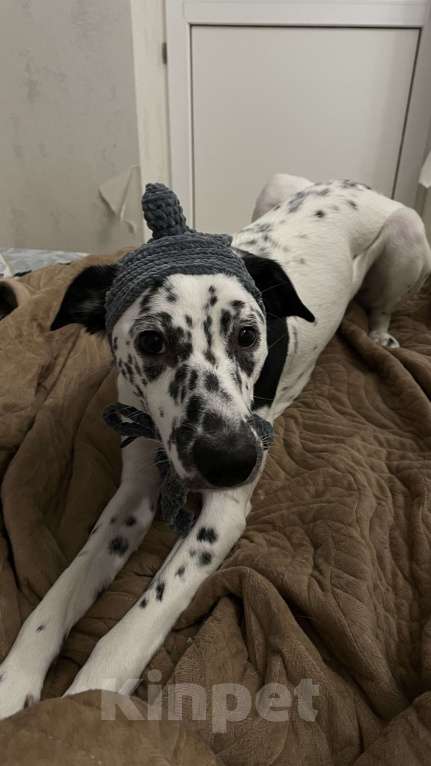 Собаки в Краснодаре: Маленький далматин :-) (больше не вырастет) Девочка, 999 руб. - фото 4