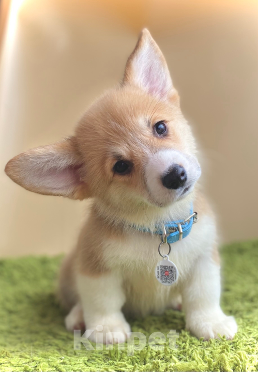 Собаки в Сергиеве Посаде: Лисёнок вельш корги пемброк Мальчик, 50 000 руб. - фото 1