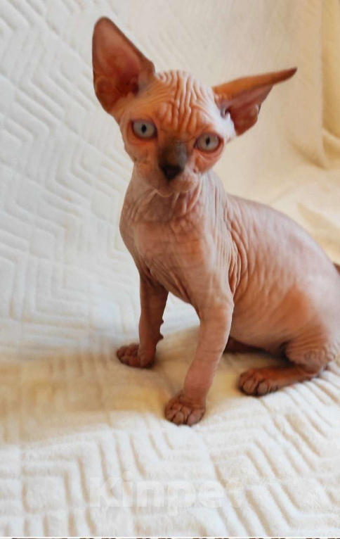 Кошки в Москве: Котёнок канадского сфинкса Мальчик, 35 000 руб. - фото 3