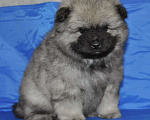 Собаки в Новосибирске: Вольфшпиц от титулованных родителей Мальчик, 60 000 руб. - фото 3