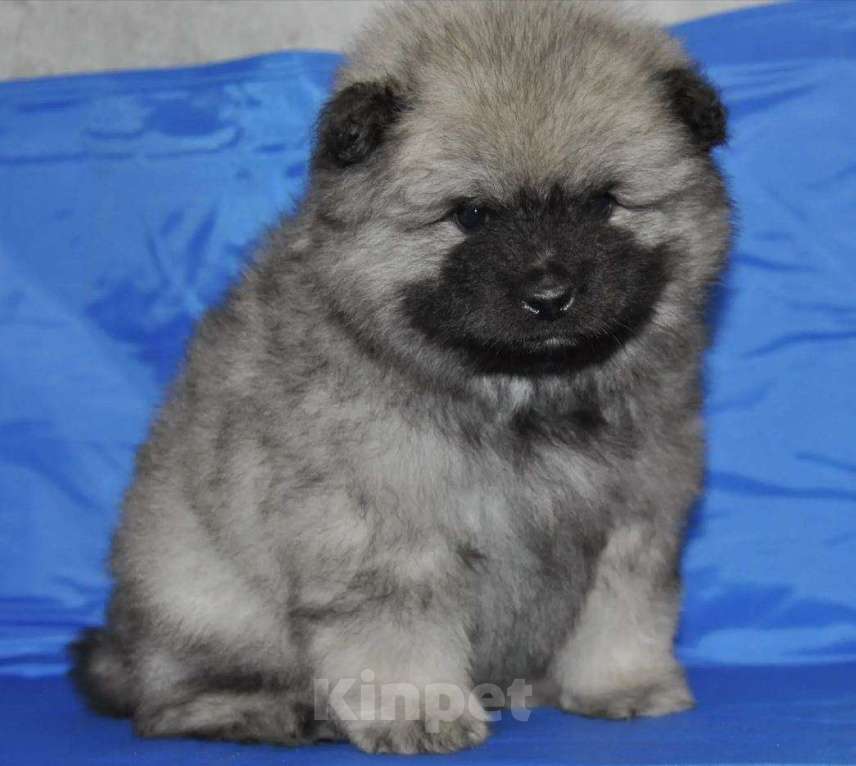 Собаки в Новосибирске: Вольфшпиц от титулованных родителей Мальчик, 60 000 руб. - фото 3