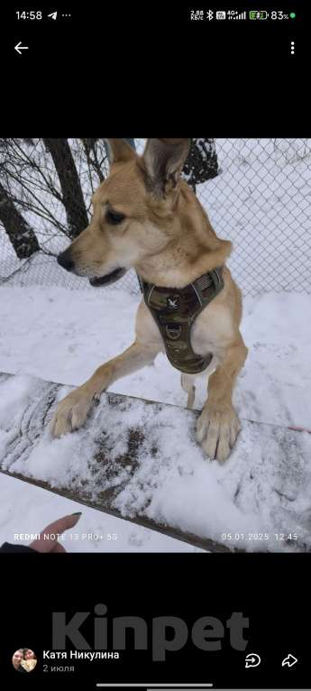 Собаки в Балашихе: Ваша мечта у нас Мальчик, Бесплатно - фото 3