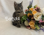 Кошки в Санкт-Петербурге: Котенок Вафля Девочка, Бесплатно - фото 4