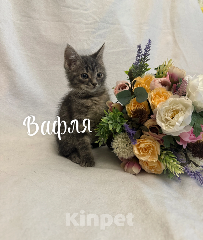 Кошки в Санкт-Петербурге: Котенок Вафля Девочка, Бесплатно - фото 4