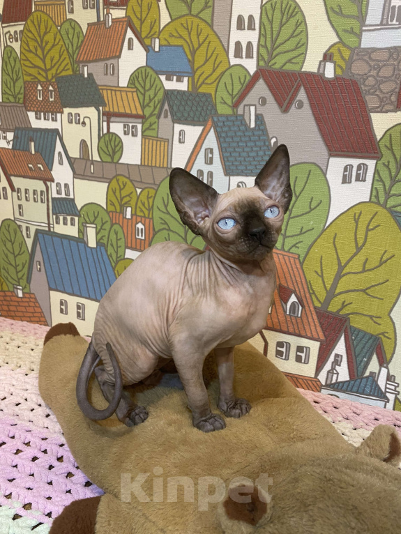 Кошки в Москве: Шикарная породная канадочка Девочка, 40 000 руб. - фото 2