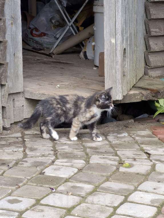 Кошки в других городах Ленинградской области: Черничка Девочка, Бесплатно - фото 6