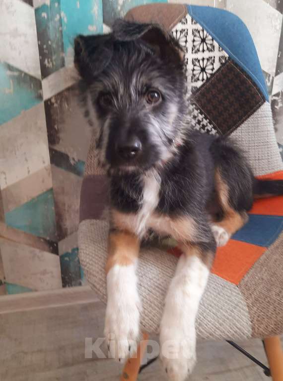 Собаки в Фокино: Очаровательная Тина в добрые руки Девочка, Бесплатно - фото 4