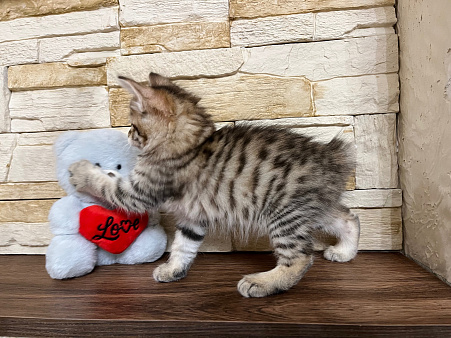 Кошечка курильский бобтейл