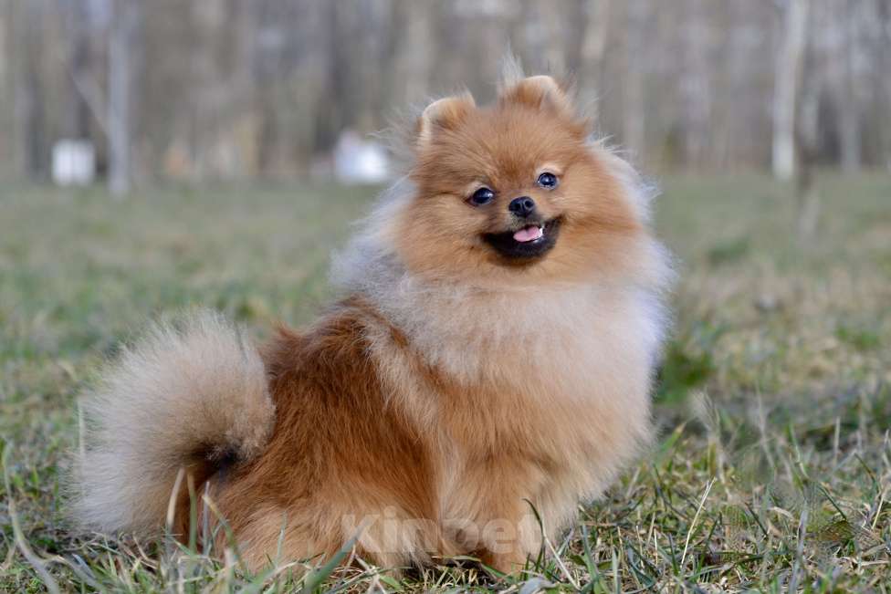 Собаки в Санкт-Петербурге: Померанский шпиц Мальчик, Бесплатно - фото 3