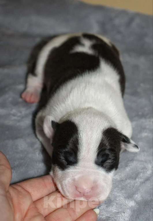 Собаки в Барнауле: Щенки АСТ Мальчик, Бесплатно - фото 7