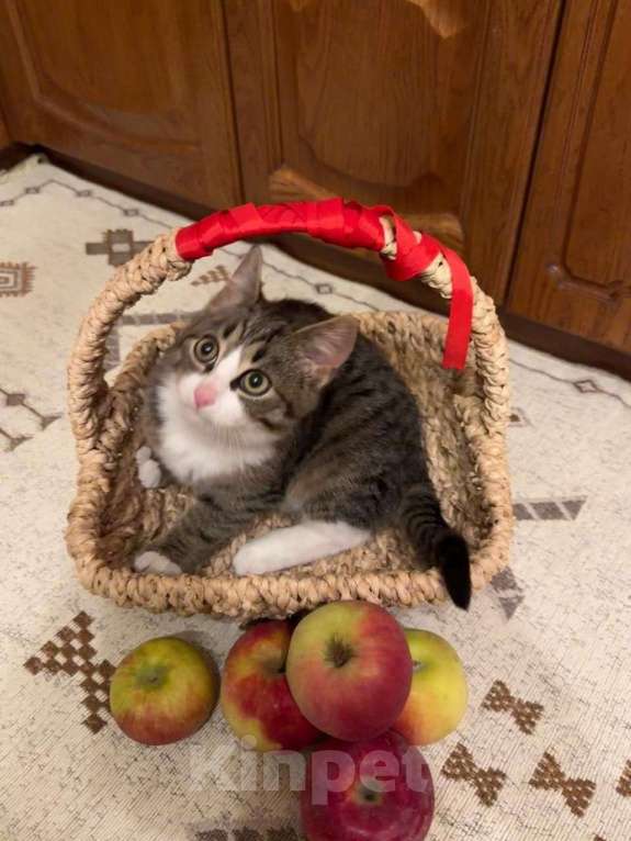 Кошки в Москве: Ищет любящую семью очаровательный котенок‼ Мальчик, Бесплатно - фото 4