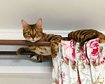 Кошки в Челябинске: ВЯЗКА, Бенгальская кошка Девочка, 1 руб. - фото 1