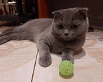 Кошки в Балашихе: Шотландский вислоухий кот на вязку, 2 000 руб. - фото 4