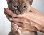 Кошки в Ливны: котята породы Европейская Бурма, 30 000 руб. - фото 2